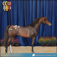 Horse Color:Bay Appaloosa Rabicano