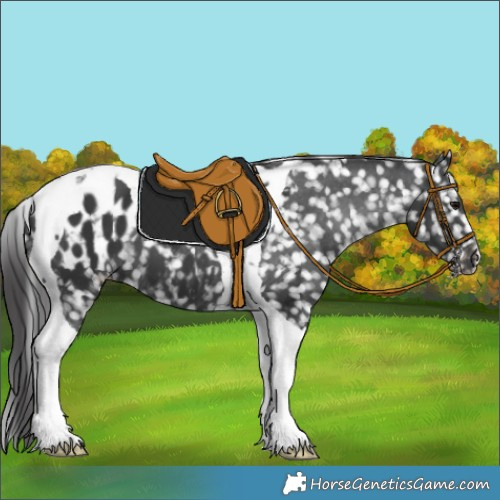Horse Color:Black Tobiano Blanket 
