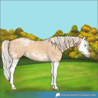 Horse Color:Gold Cream Champagne Ice Splash 