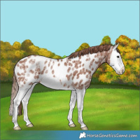 Horse Color:Chestnut Ice Splash Appaloosa Rabicano 