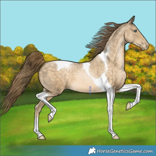 Horse Color:Buckskin Pearl Tobiano 
