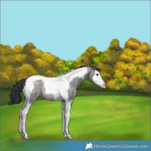 Horse Color:Brown Roan Splash Tobiano Rabicano 