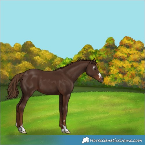 Horse Color:Gray Chestnut 