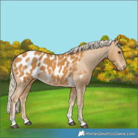 Horse Color:Palomino Tobiano Blanket