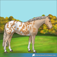 Horse Color:Palomino Tobiano Blanket 