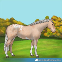 Horse Color:Silver Bay Dun Tobiano Appaloosa Rabicano 