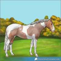 Horse Color:Silver Bay Tobiano Snowcap Rabicano