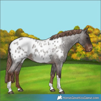 Horse Color:Liver Red Roan Tobiano Near Leopard 