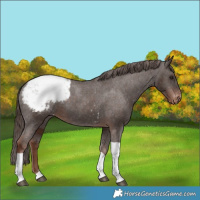Horse Color:Liver Chestnut Tobiano Snowcap 