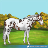 Horse Color:Brown Splash Tobiano Near Leopard 