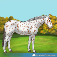 Horse Color:Bay Tobiano Leopard