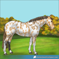 Horse Color:Buckskin Tobiano Near Leopard