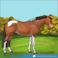 Horse Color:Bay Tobiano Rabicano