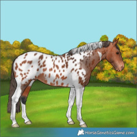 Horse Color:Bay Tobiano Near Leopard Rabicano