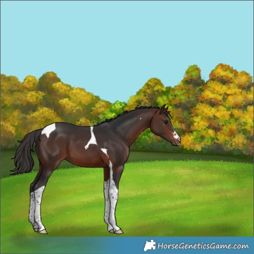 Horse Color:Bay Tobiano 