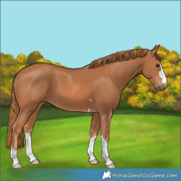 Horse Color:Chestnut 