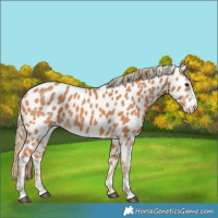 Horse Color:Chestnut Appaloosa 