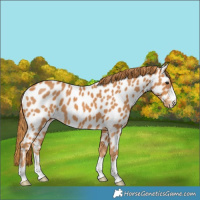 Horse Color:Chestnut Near Leopard 