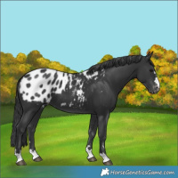 Horse Color:Black Appaloosa 