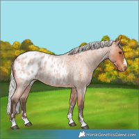 Horse Color:Silver Bay Roan Blanket