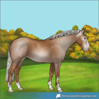 Horse Color:Gray Silver Classic Champagne 