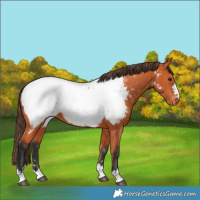 Horse Color:Bay Near Fewspot 