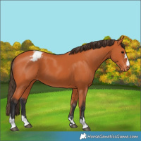 Horse Color:Bay Varnish
