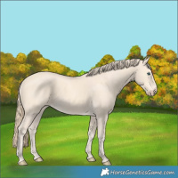 Horse Color:Perlino 