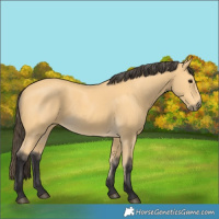 Horse Color:Buckskin 