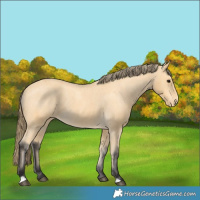 Horse Color:Buckskin Varnish