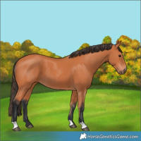Horse Color:Bay 