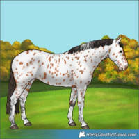 Horse Color:Bay Near Leopard