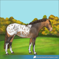 Horse Color:White Spotted Buckskin Blanket