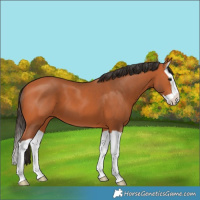 Horse Color:Bay Splash