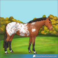 Horse Color:Bay Blanket