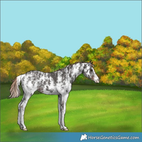 Horse Color:Liver Chestnut Sabino Rabicano 