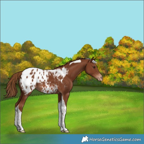 Horse Color:Chestnut Tobiano Appaloosa Rabicano 