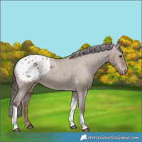 Horse Color:Liver Red Dun Tobiano Appaloosa Rabicano