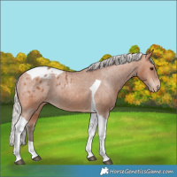 Horse Color:Silver Bay Tobiano Blanket Rabicano