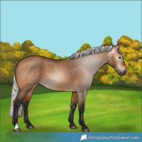Horse Color:Gray Silver Bay Dun Rabicano 