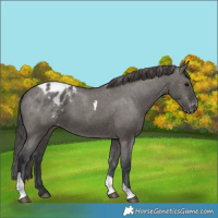 Horse Color:Grullo Tobiano Blanket Rabicano 
