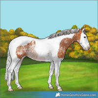 Horse Color:Silver Bay Ice Splash Tobiano Blanket 