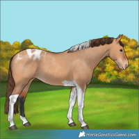 Horse Color:Bay Dun Tobiano Blanket Rabicano