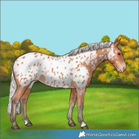Horse Color:Silver Bay Near Leopard Rabicano 
