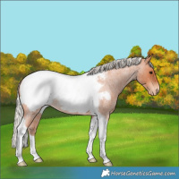 Horse Color:Silver Bay Roan Tobiano Appaloosa 