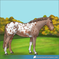 Horse Color:Chestnut Tobiano Blanket