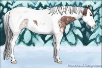 Horse Color:White Spotted Bay Splash Tobiano