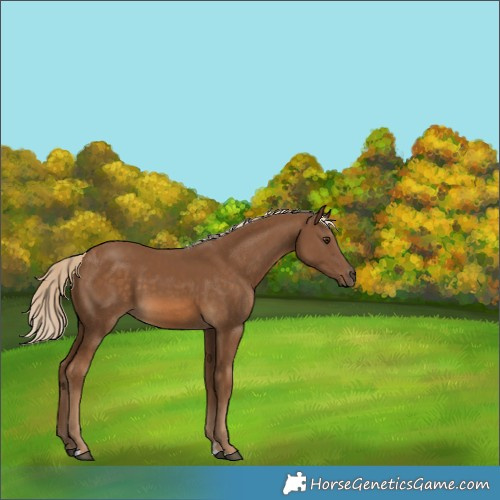 Horse Color:Chocolate Palomino 