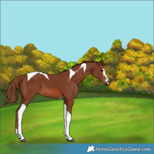 Horse Color:Chestnut Tobiano 