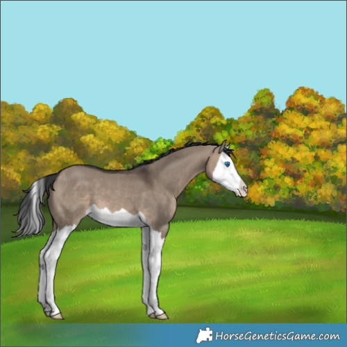 Horse Color:Brown Dun Splash 